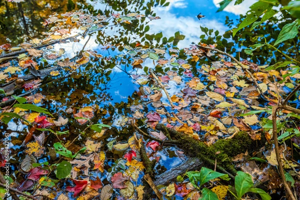 Obraz Forest lake in the Fall