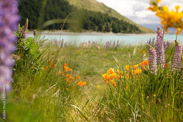 Fototapeta Californa poppies and grasses at Lake Tekapo during spring lupine season