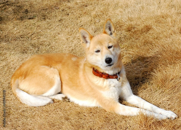 Fototapeta A dog lying listlessly on the withered grass