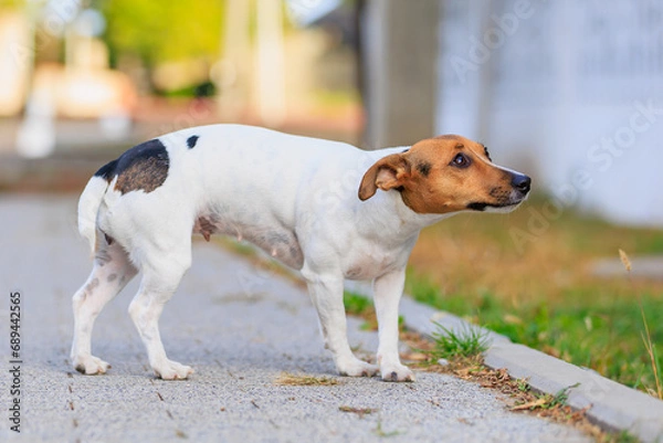 Fototapeta A cute Jack Russell Terrier dog walks along the sidewalk. Pet portrait with selective focus and copy space