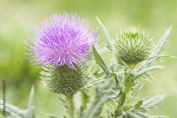 Fototapeta Blossoming Burdock