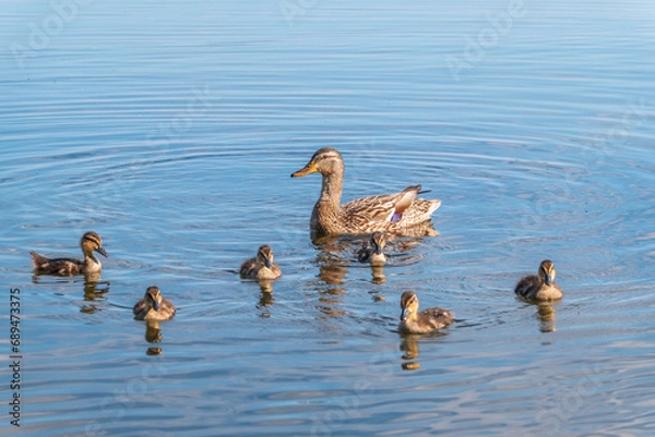 Fototapeta A family of ducks, a duck and its little ducklings are swimming in the water. The duck takes care of its newborn ducklings. Mallard, lat. Anas platyrhynchos