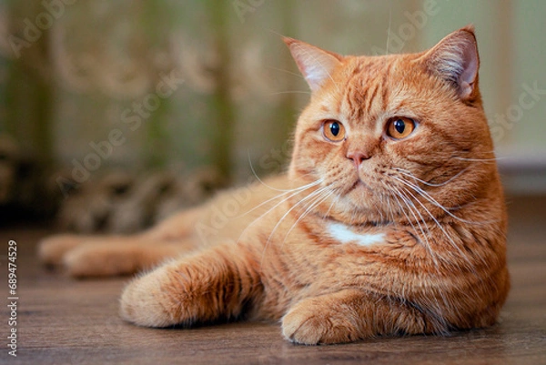 Fototapeta Close-up photo of a British cat on holiday. Portrait of a red cat.
