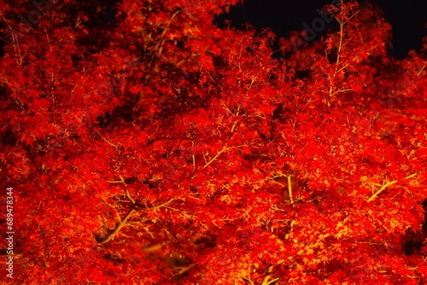 Fototapeta 鮮やかな夜の紅葉