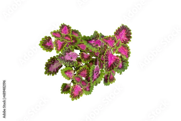 Fototapeta Coleus Forskohlii, Painted Nettle or Plectranthus scutellarioides is a Thai herb isolated on white background included clipping path.