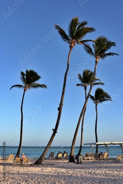 Obraz palm trees on the beach