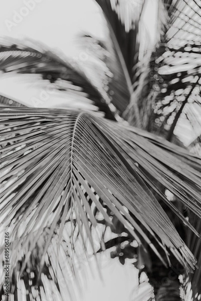 Fototapeta palm tree