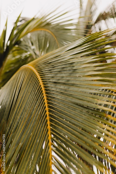 Fototapeta palm tree leaves