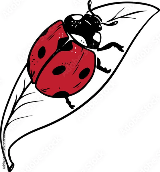 Obraz Sketch style ladybug red crawling on leaf black lineart isolated on white background