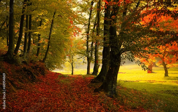 Obraz Autumn forest road