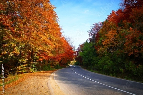 Obraz Road through autumn forest
