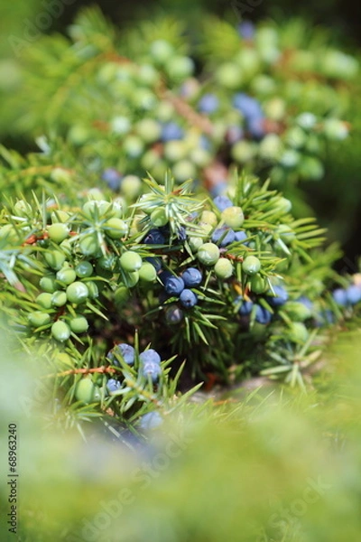 Obraz Wacholder Wacholderbeeren (Juniper berries)