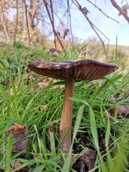 Obraz mushrooms in the forest