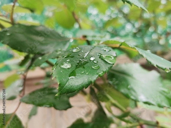 Obraz water drops on a green leaf