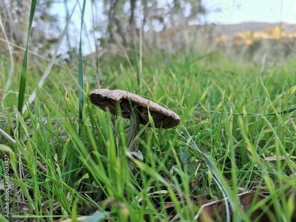 Obraz mushrooms in the grass