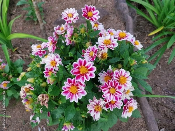 Fototapeta Close-up of beautiful pinkish and white color dahlia coccinea flower