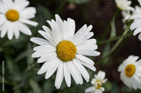Obraz Chamomile flowers close up