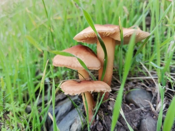 Obraz mushroom in the forest