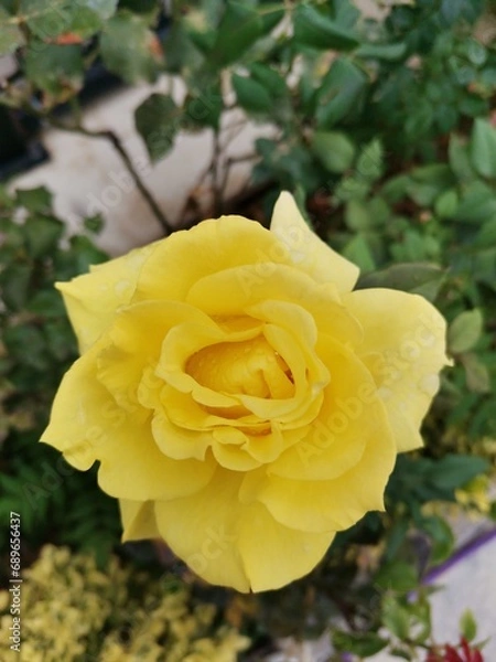 Obraz yellow roses in garden