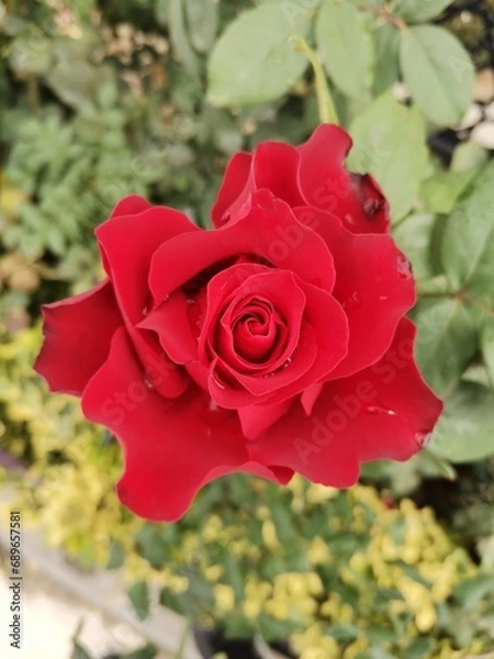 Obraz red rose in garden