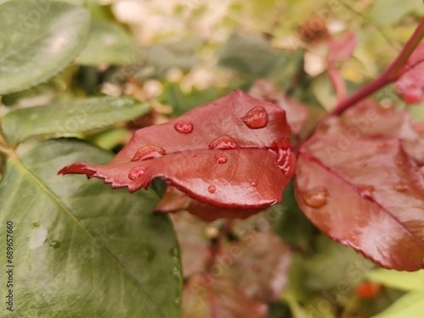 Obraz red leaf with drops