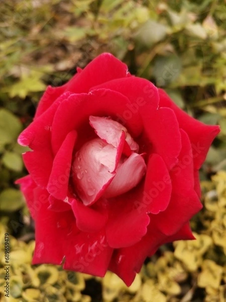 Obraz red rose in garden