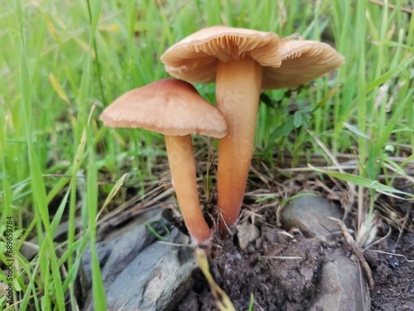 Obraz mushroom in the forest