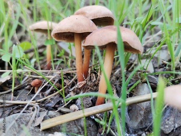 Obraz mushroom in the grass