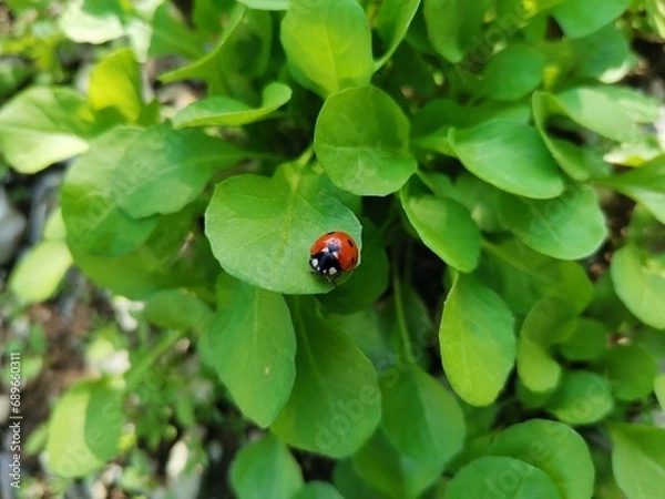 Obraz ladybug on green leaf