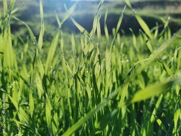 Obraz dew on grass