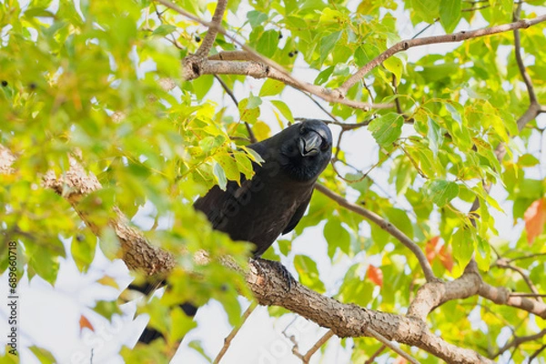 Fototapeta 枝の上のカラス