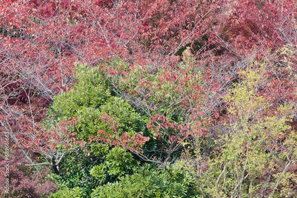 Fototapeta 生い茂る紅葉