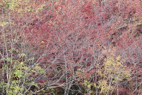 Obraz 生い茂る紅葉