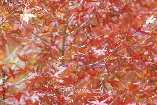 Fototapeta 紅い紅葉