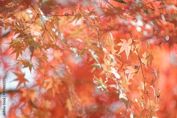 Fototapeta 紅い紅葉