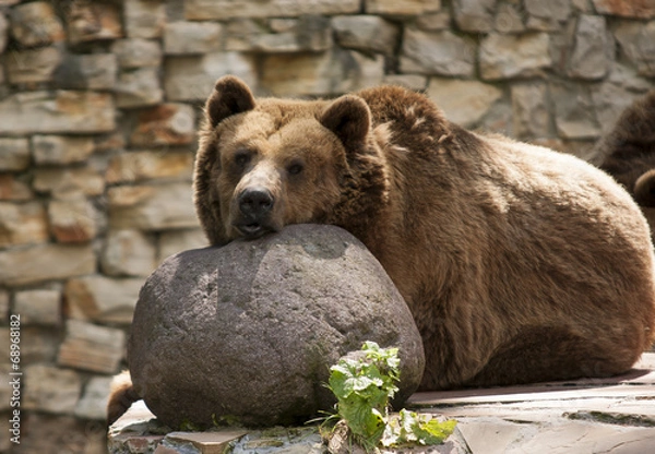 Obraz resting bear