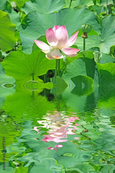 Fototapeta fleur rose de lotus