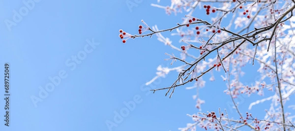 Fototapeta Banner. Bare wild apple tree branches with small red apples covered by snow on blue sky. Copy space.