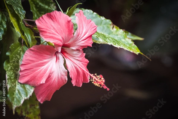 Obraz Hibiscus
