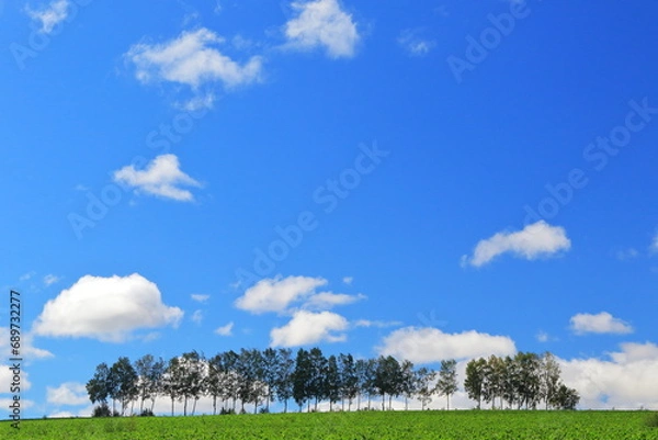 Obraz 青空の美瑛の木々