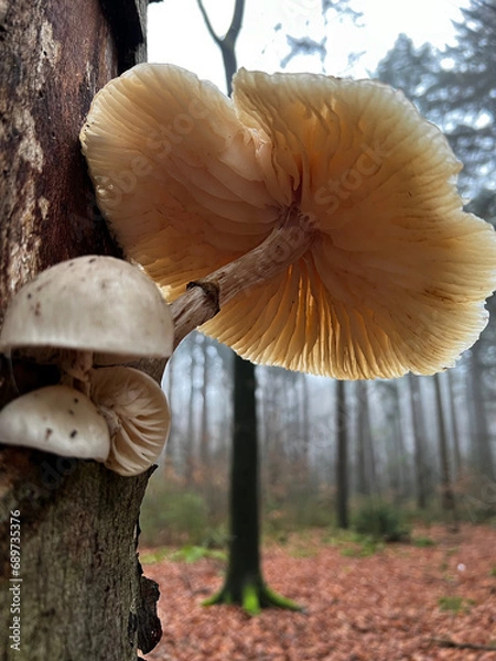 Fototapeta Oyster mushroom on a tree