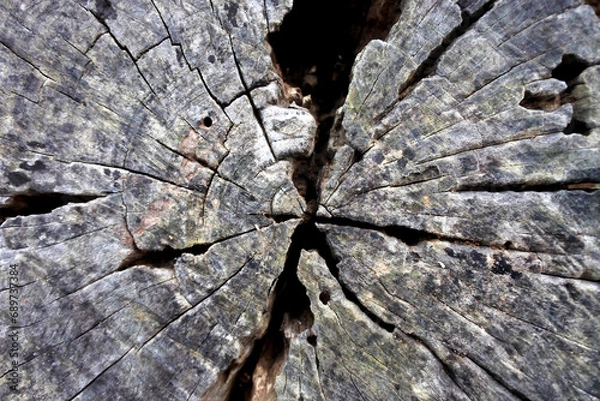 Obraz Wood texture Tree abstract background nature organic