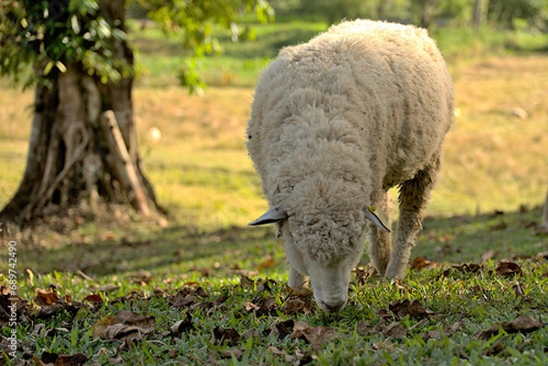 Fototapeta A white sheep grazing on a meadow.
