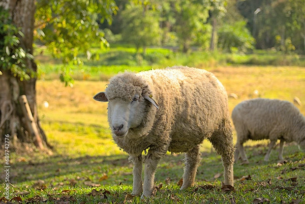 Fototapeta Old sheep in the field