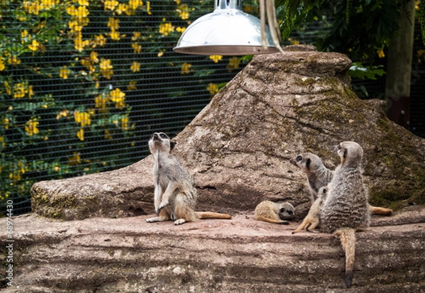Obraz Curious meerkats