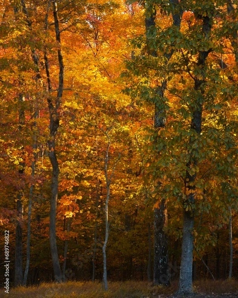 Obraz Blazing orange trees displaying their full fall color