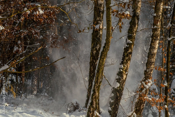 Fototapeta Winter wonderland in the forest.