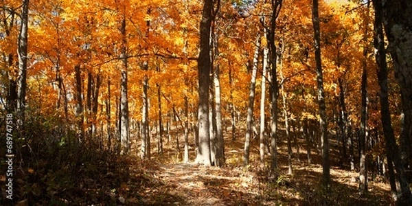 Obraz Appalachian Trail in Virginia in full fall autumn color