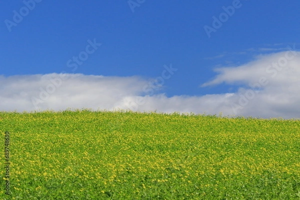 Obraz 菜の花の丘