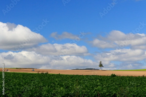 Obraz 夏の美瑛の風景